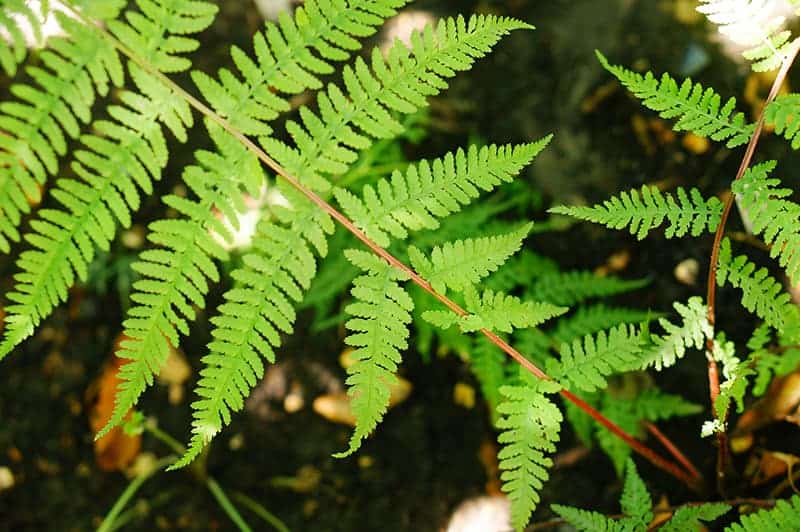 Lady in Red Fern