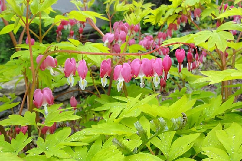 Lamprocapnos spectabilis Gold Heart