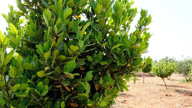 Bay Laurel Tree Easy Growing Care Guide Trees Com