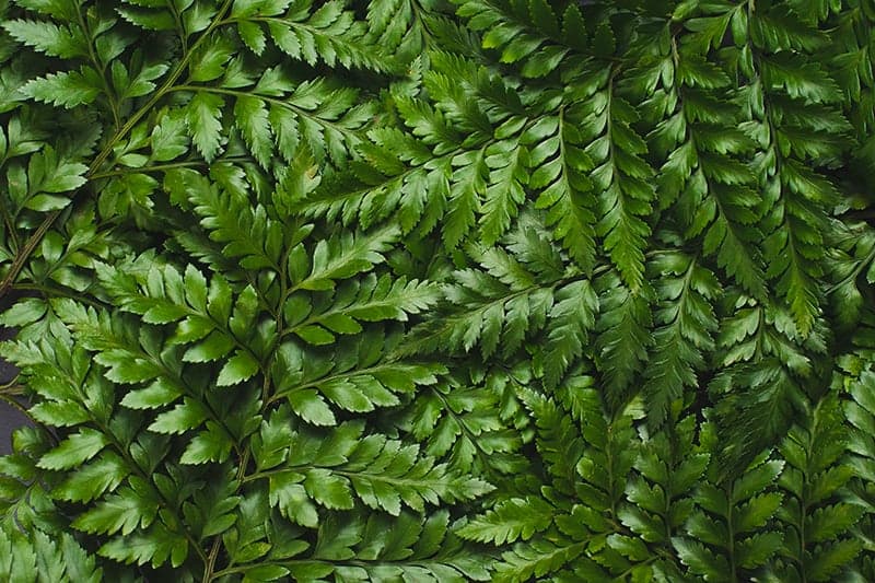 Leatherleaf Fern 