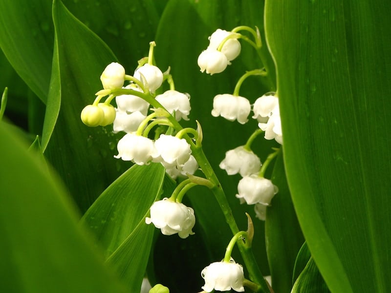 Lily of The Valley for Sale - Buying & Growing Guide