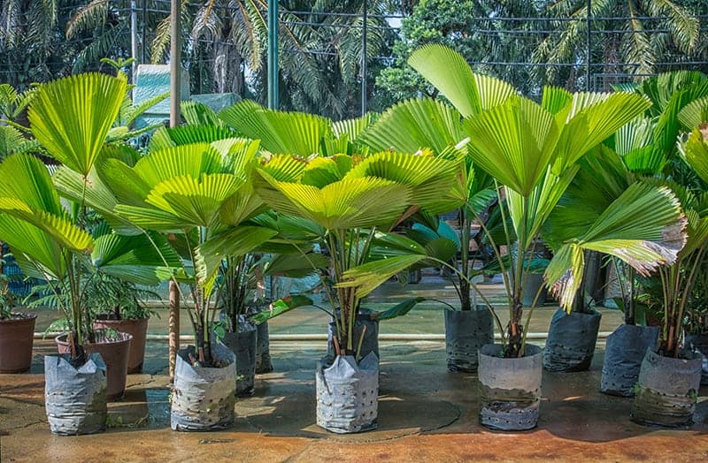 Livistona Chinensis