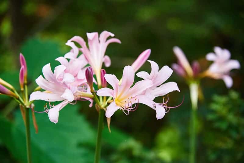 Lycoris Squamigera