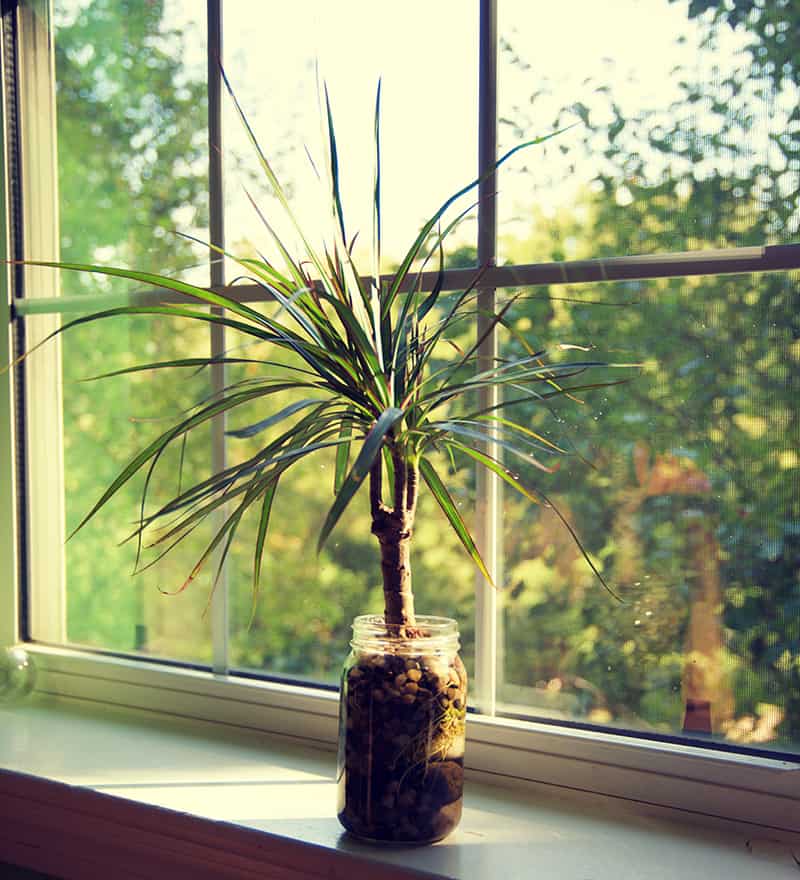 Madagascar Dragon Tree