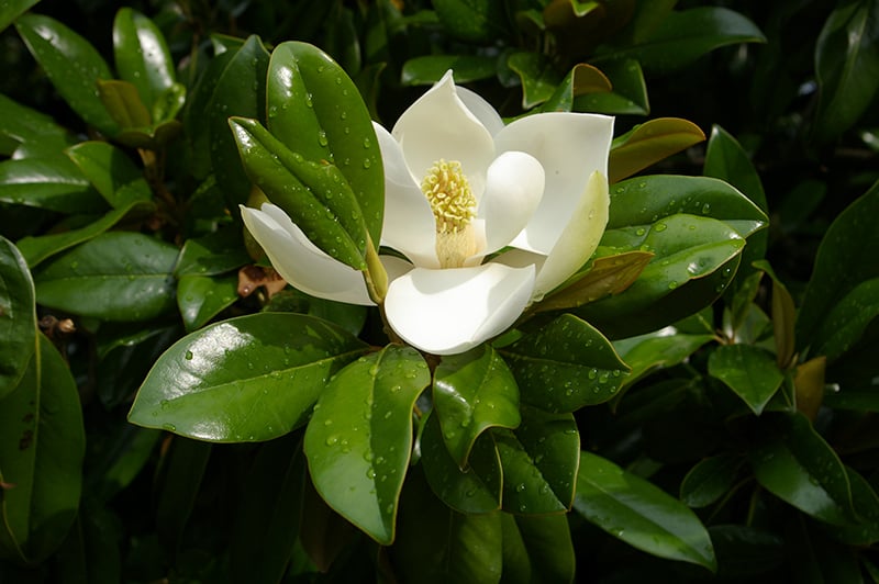 Magnolia