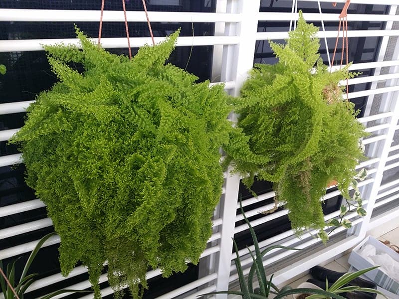 Maidenhair Ferns