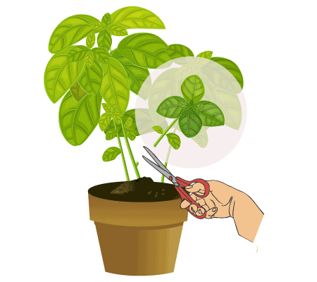 plant cloning process