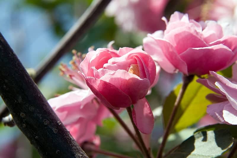 Malus 'Brandywine'