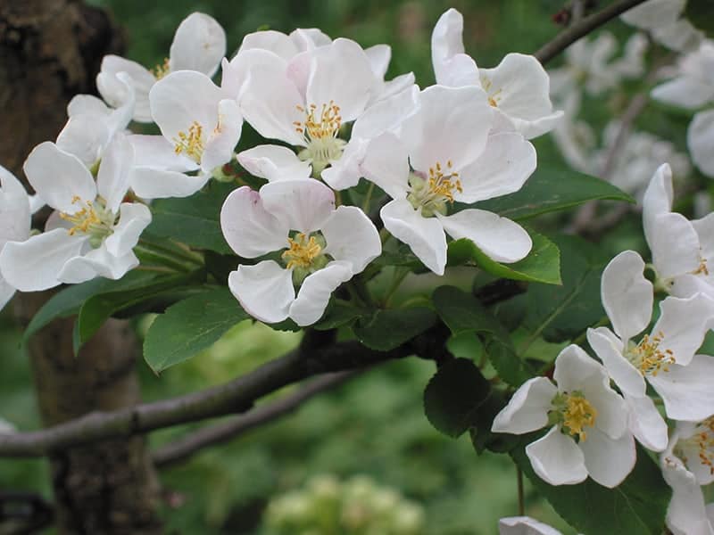 Malus x robusta'Red Sentinel'