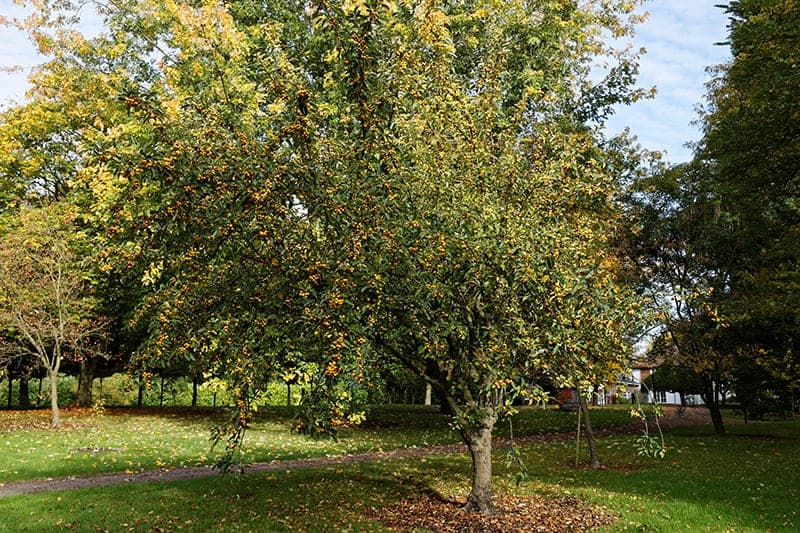 Malus x zumi 'Golden Hornet'