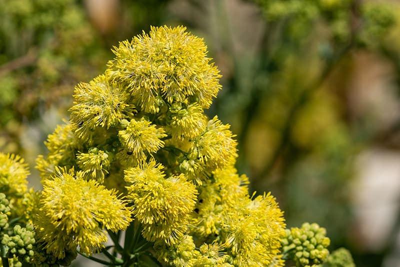 Meadow Rue