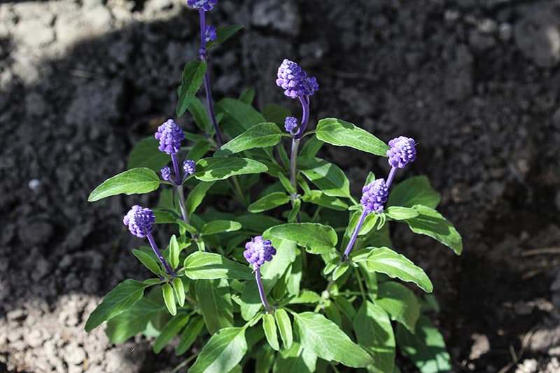 Mealy Cup Sage