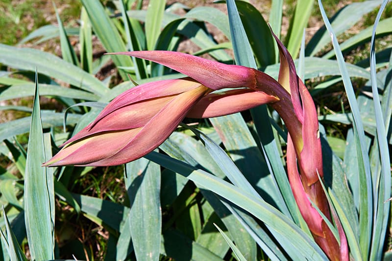 Mexican Lily