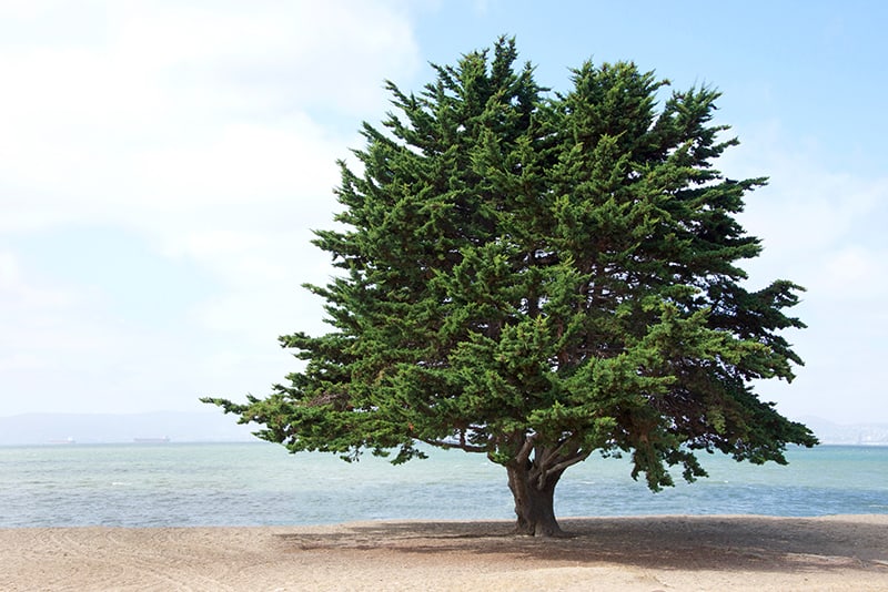 Monterey Cypress