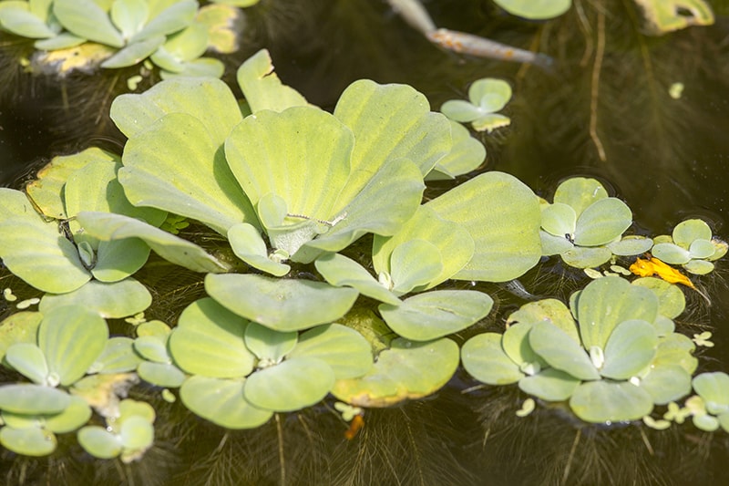 Mosquito Fern