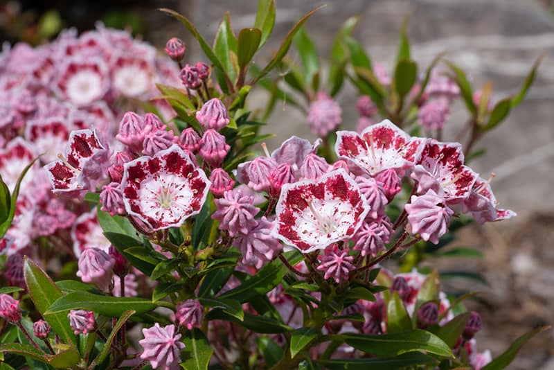 Mountain Laurel