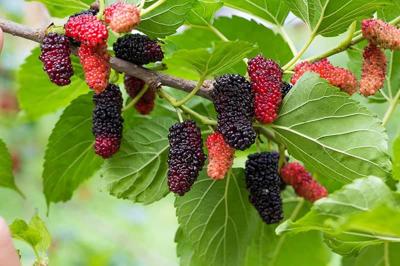 Mulberry frugt