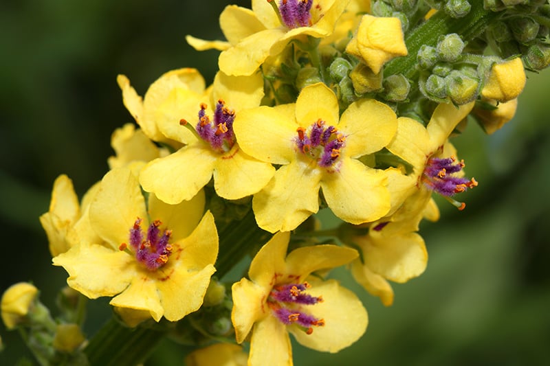 Mullein
