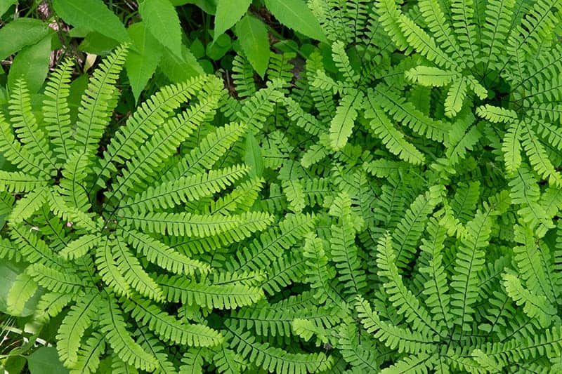 Northern Maidenhair Fern