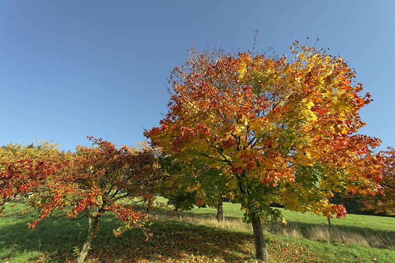 Norway Maple