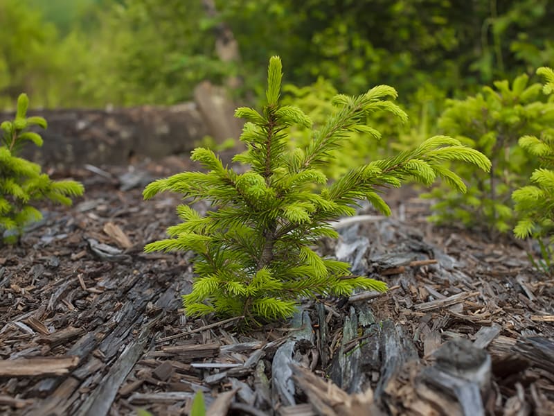 Norway Spruce
