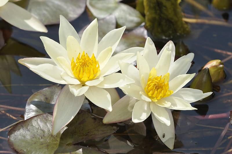 Nymphaea 'Pygmaea Helvola'