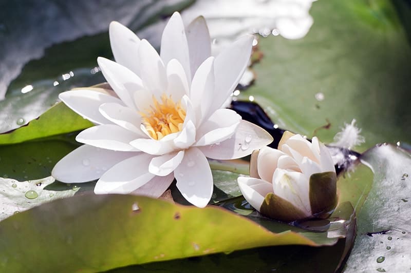 Nymphaea alba