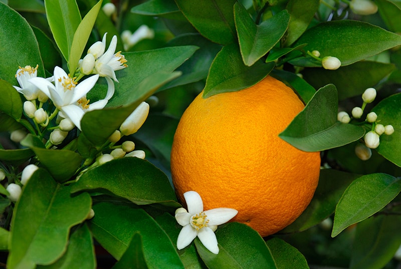 Orange Blossom