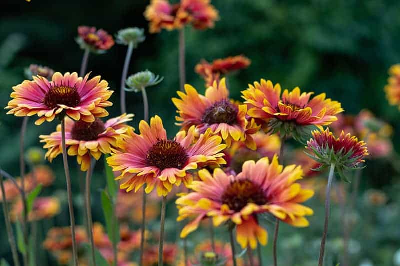 Orange red Gaillardia pulchella flowers