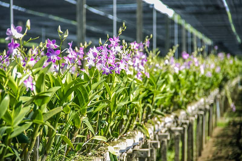 Orchids with Light