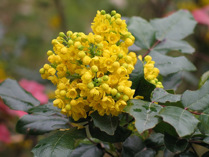 Oregon Grape