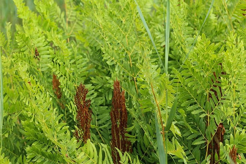 Osmunda Ferns