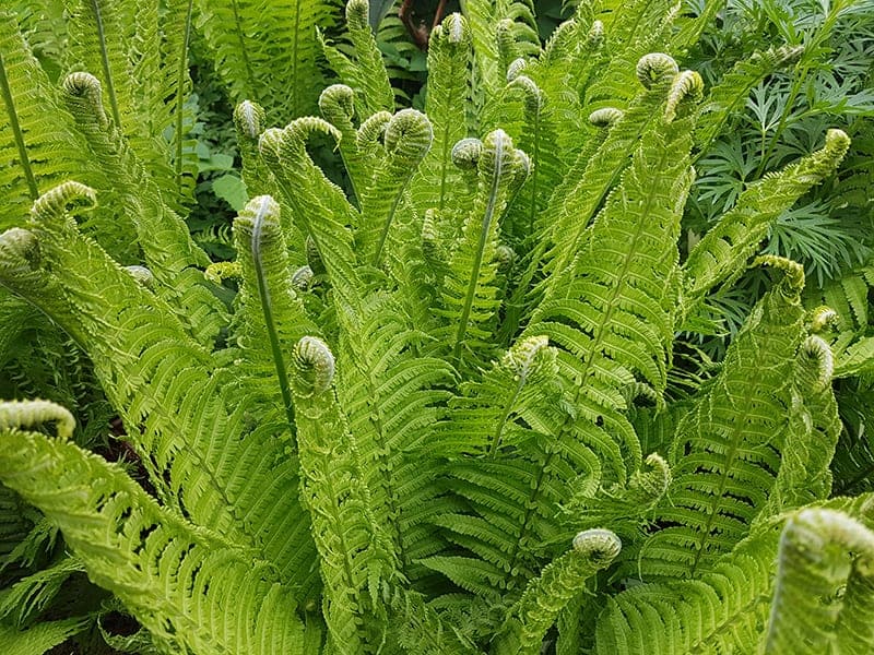 Ostrich Fern