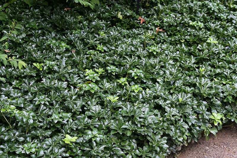 Pachysandra terminalis “Green Sheen”