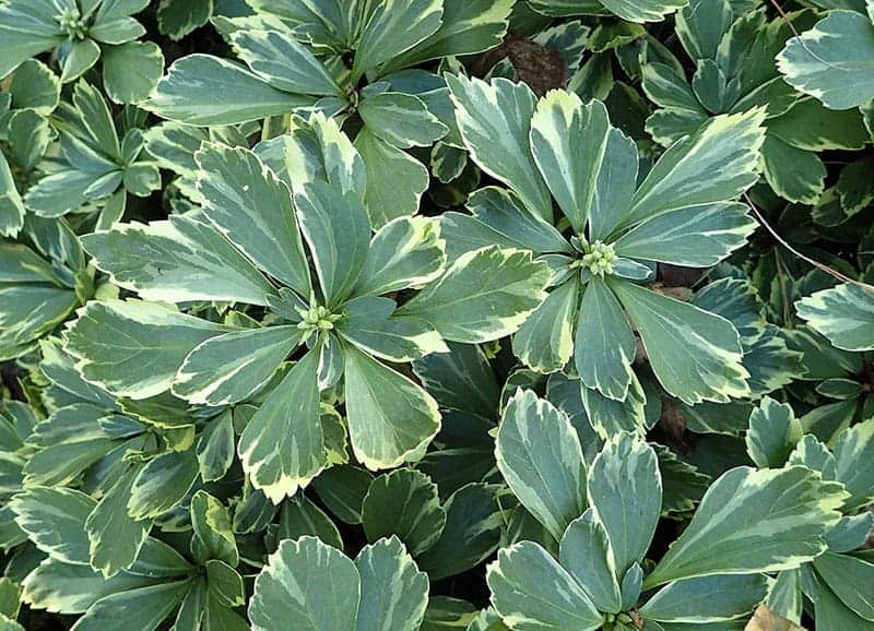 Pachysandra terminalis “Variegata”