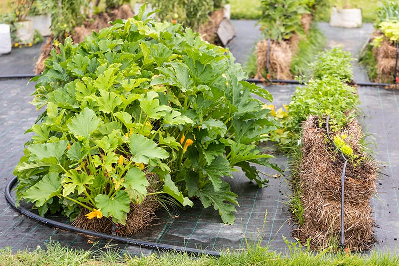 Parsley carrot arrugola and spinach growing on the straw bale garden