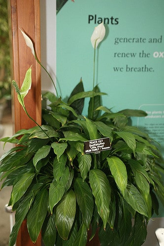 Peace Lily (Spathiphyllum) Little Angel