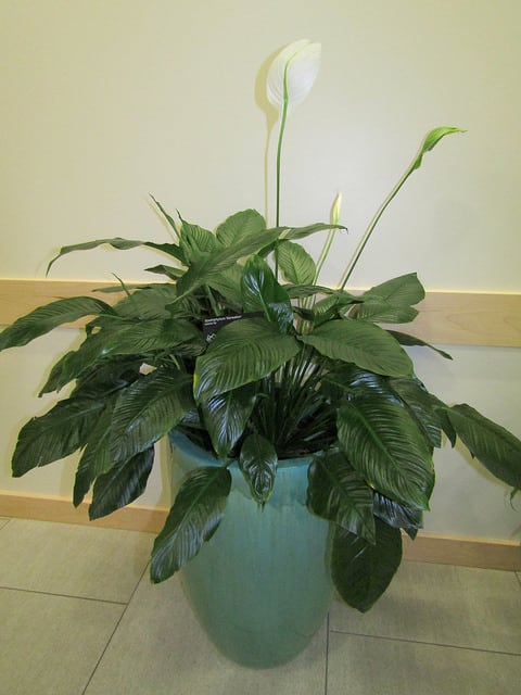 Peace Lily (Spathiphyllum) Sensation