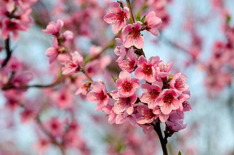 Peach Blossom