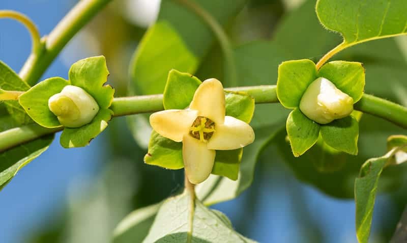 Persimmon flower