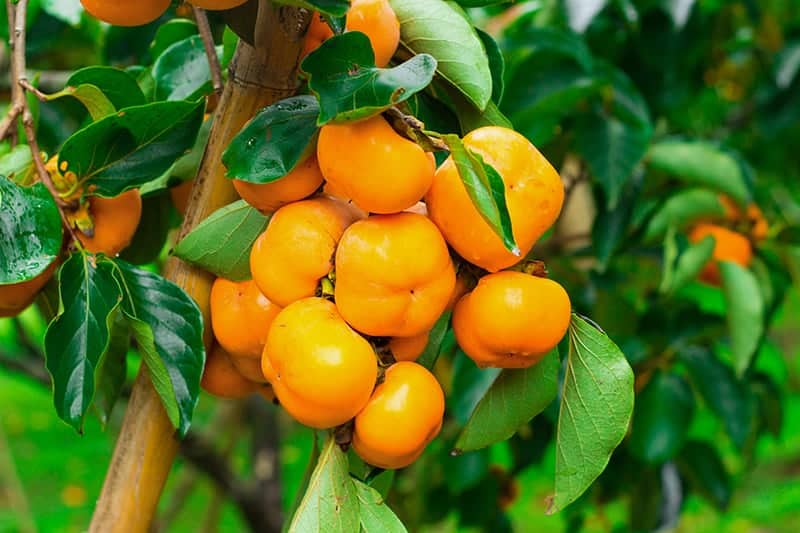 Persimmon Fruits