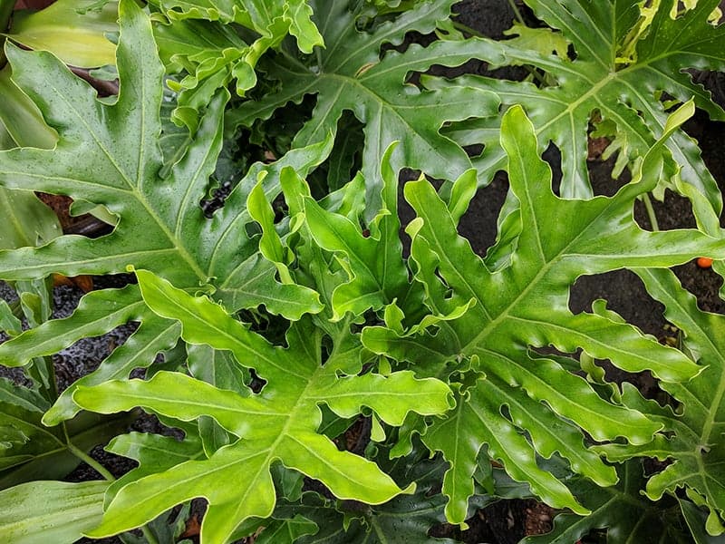 Philodendron bipinnatifidum