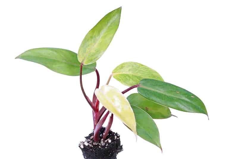 Philodendron erubescens