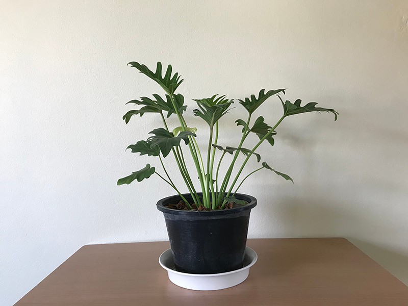 Philodendrons likes humidity