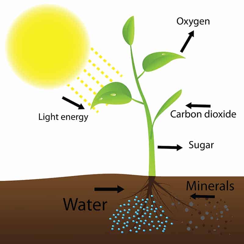 How Light Affects Plant Growth - What You Need to Know