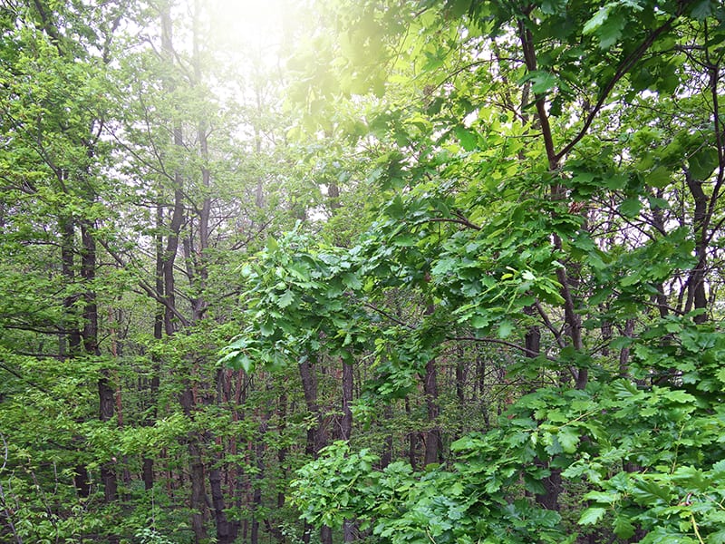 Pin Oak