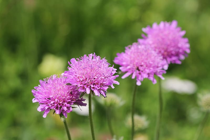 Pincushion Flower