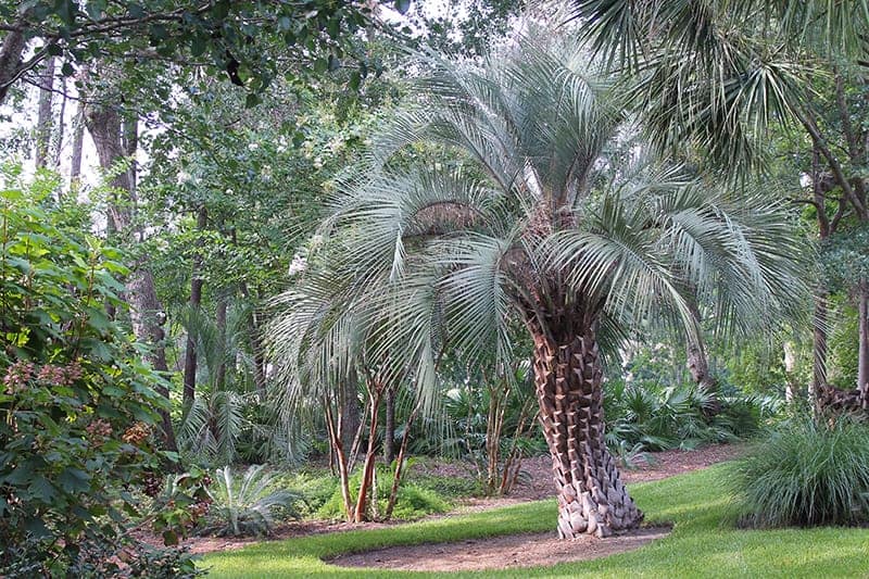 Pindo Palm