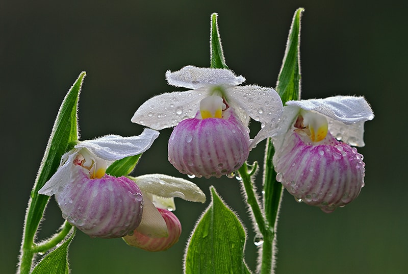 Pink and White Lady's Slipper