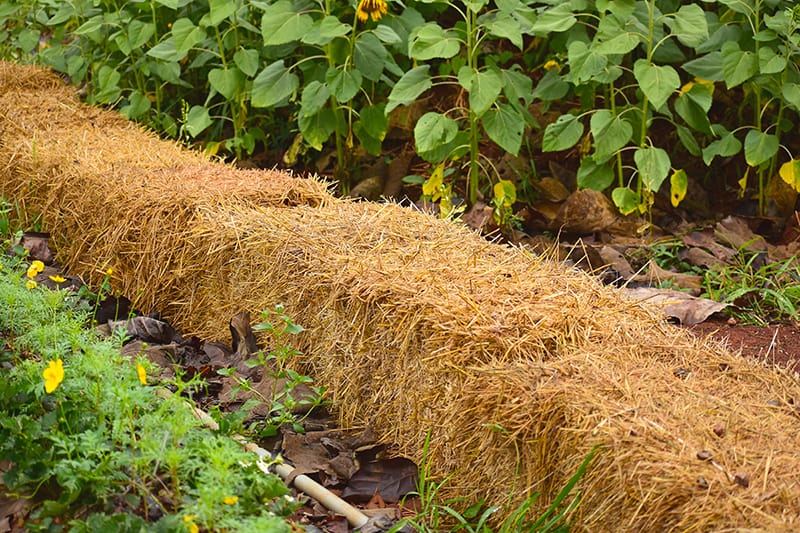 Planting in straw bales is similar as in the soil